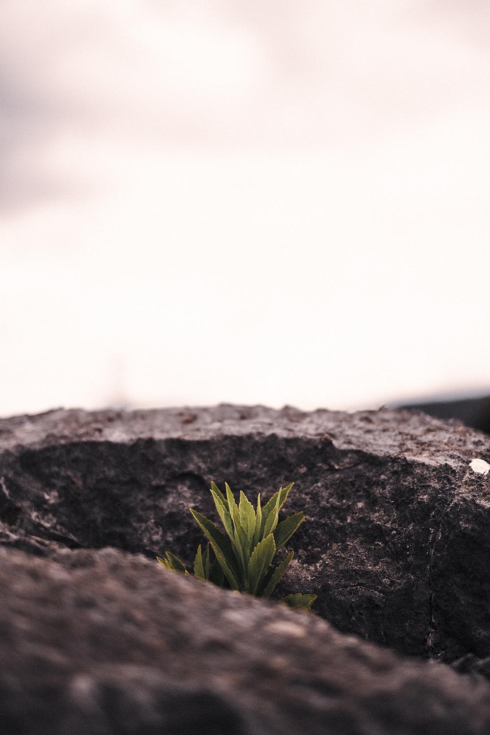 émerveillement à la nature