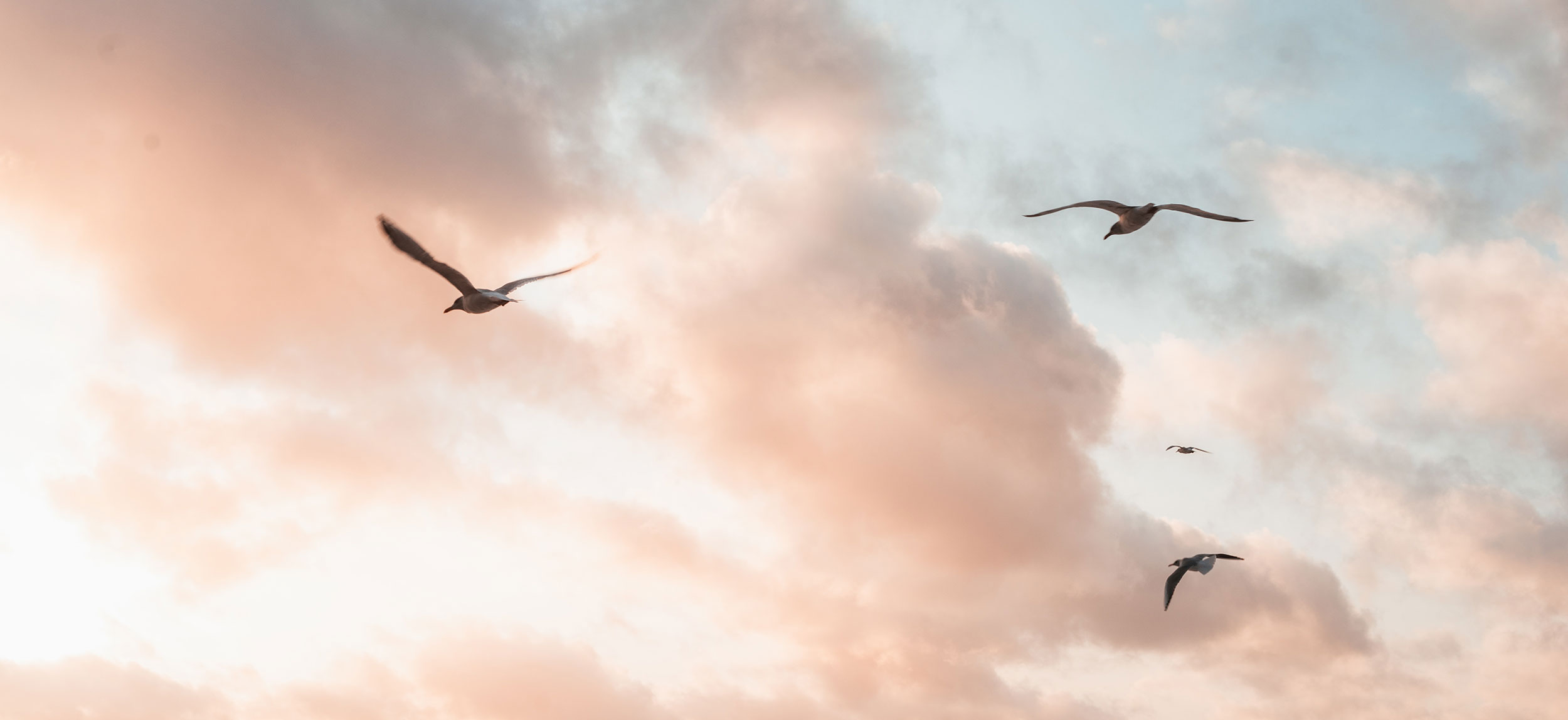 ouvrir ses ailes - liberté